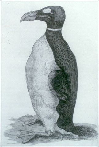 oleworm'sauk[1].JPG